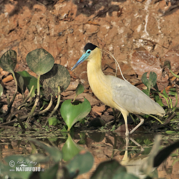 Volavka černohlavá (Pilherodius pileatus)