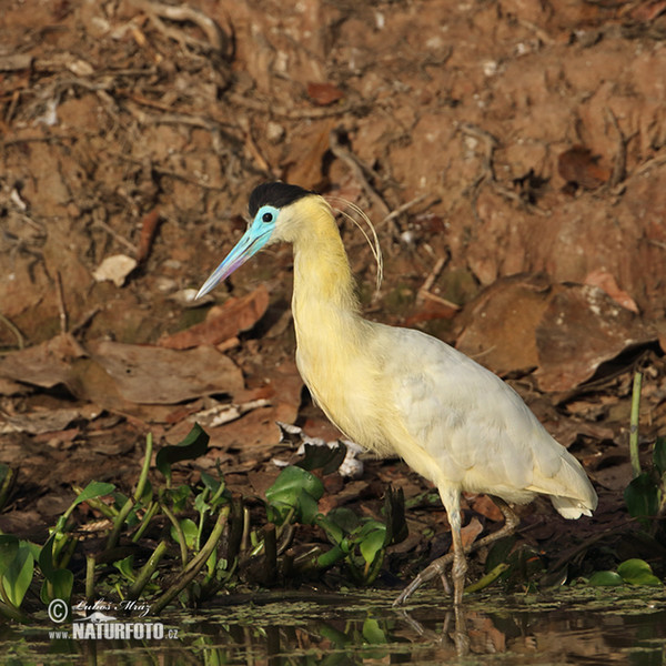 Volavka černohlavá (Pilherodius pileatus)