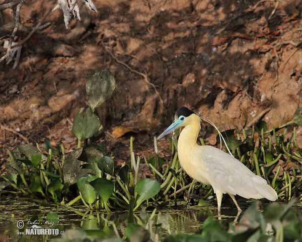 Volavka černohlavá (Pilherodius pileatus)