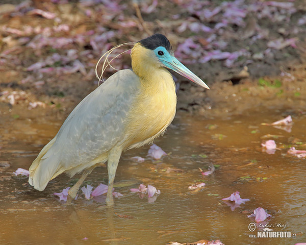 Volavka černohlavá (Pilherodius pileatus)