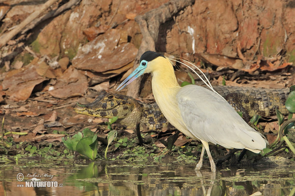 Volavka černohlavá (Pilherodius pileatus)