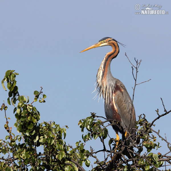 Volavka červená (Ardea purpurea)