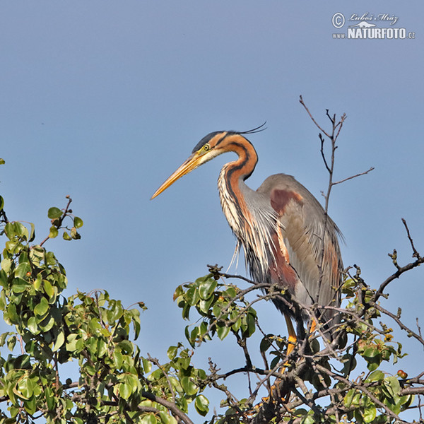 Volavka červená (Ardea purpurea)