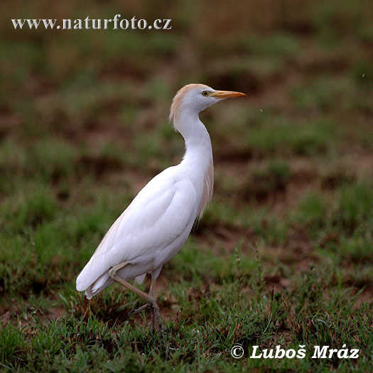 Volavka chochlatá (Bubulcus ibis)