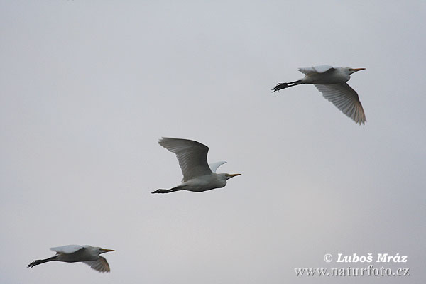 Volavka chochlatá (Bubulcus ibis)