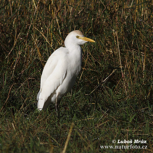 Volavka chochlatá (Bubulcus ibis)