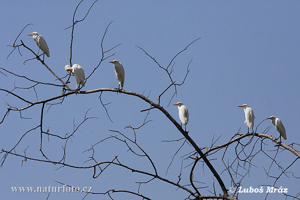 Volavka chochlatá (Bubulcus ibis)