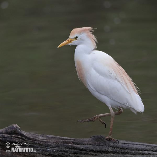 Volavka chochlatá (Bubulcus ibis)