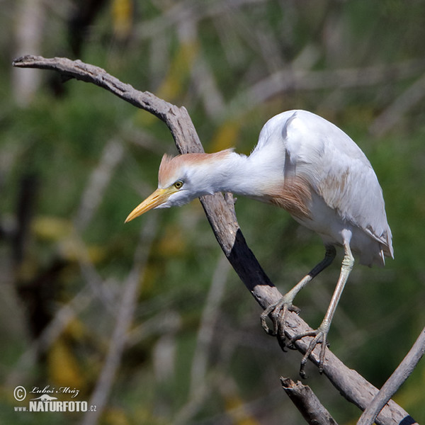 Volavka chochlatá (Bubulcus ibis)