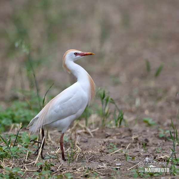 Volavka chochlatá (Bubulcus ibis)