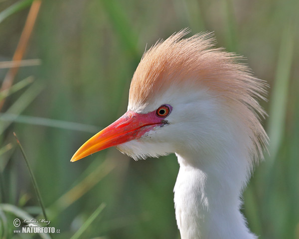 Volavka chochlatá (Bubulcus ibis)