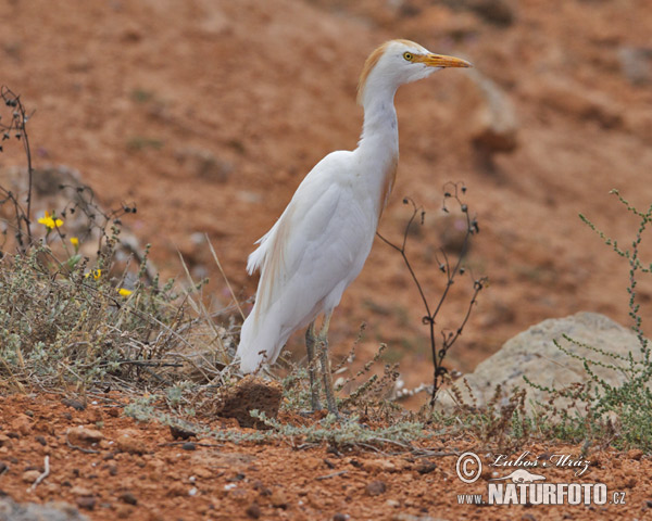 Volavka chochlatá (Bubulcus ibis)