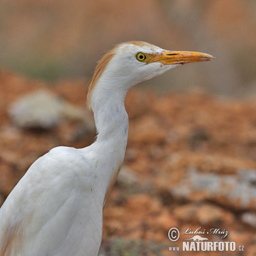 Volavka chochlatá (Bubulcus ibis)