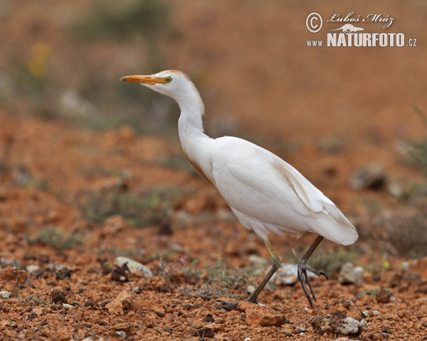 Volavka chochlatá (Bubulcus ibis)