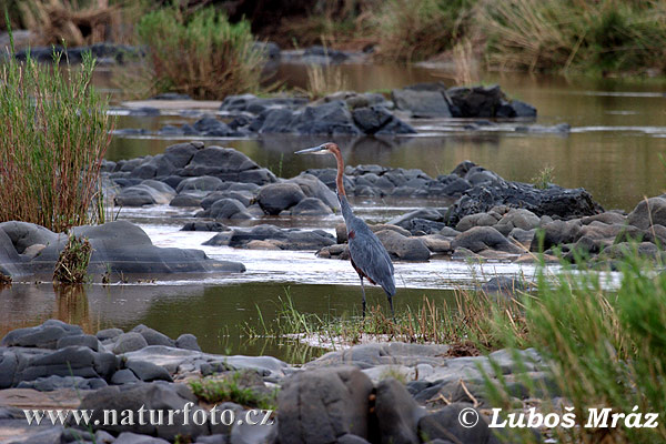 Volavka Goliášova (Ardea goliath)