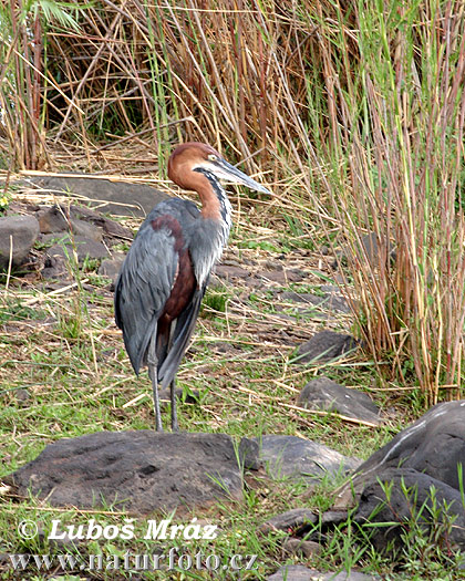 Volavka Goliášova (Ardea goliath)