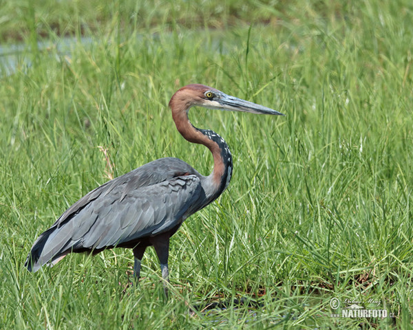 Volavka Goliášova (Ardea goliath)