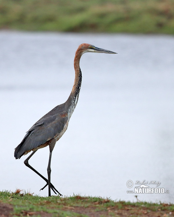 Volavka Goliášova (Ardea goliath)