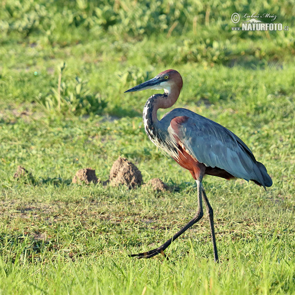 Volavka Goliášova (Ardea goliath)