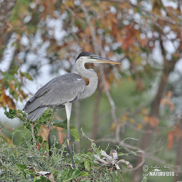 Volavka jihoamerická (Ardea cocoi)