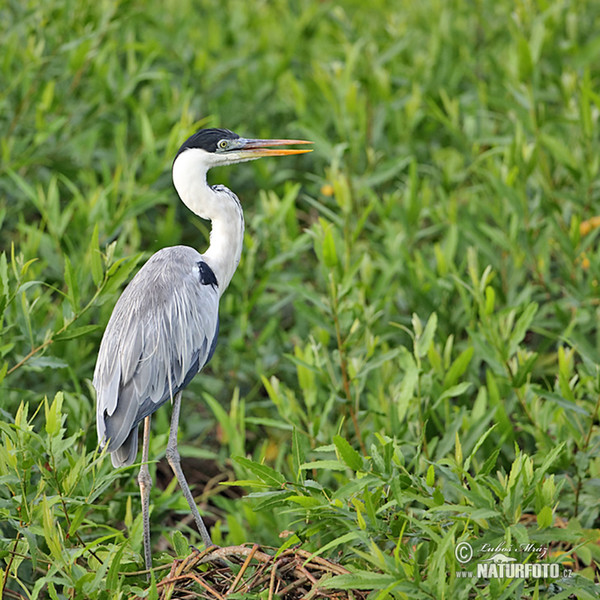 Volavka jihoamerická (Ardea cocoi)