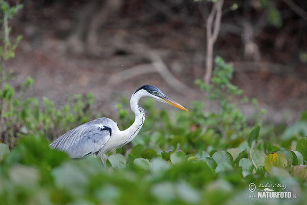 Volavka jihoamerická (Ardea cocoi)