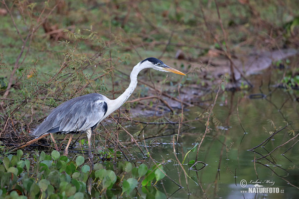 Volavka jihoamerická (Ardea cocoi)