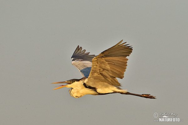 Volavka jihoamerická (Ardea cocoi)