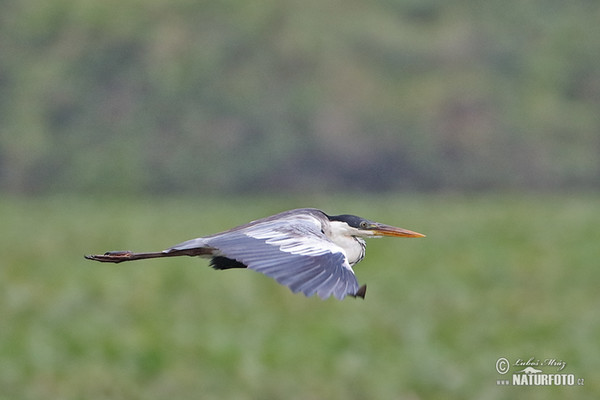 Volavka jihoamerická (Ardea cocoi)