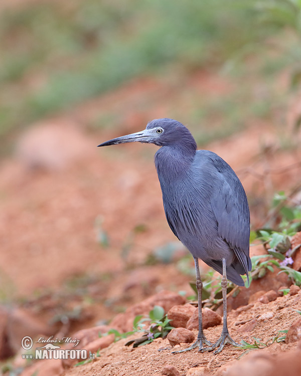 Volavka modrošedá (Egretta caerulea)