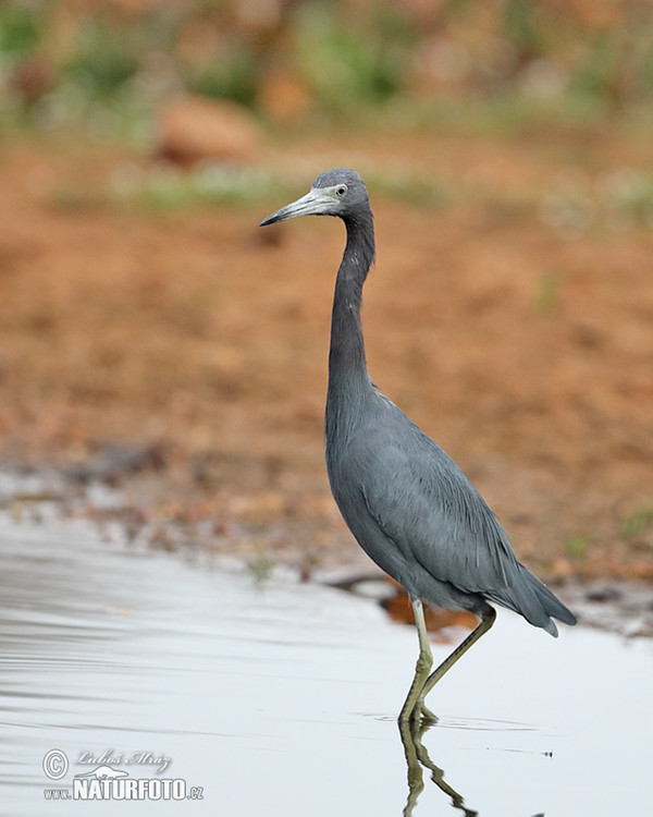 Volavka modrošedá (Egretta caerulea)