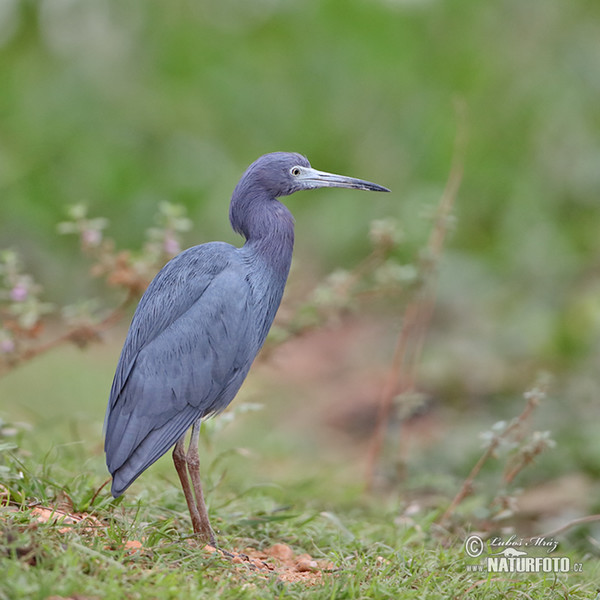 Volavka modrošedá (Egretta caerulea)