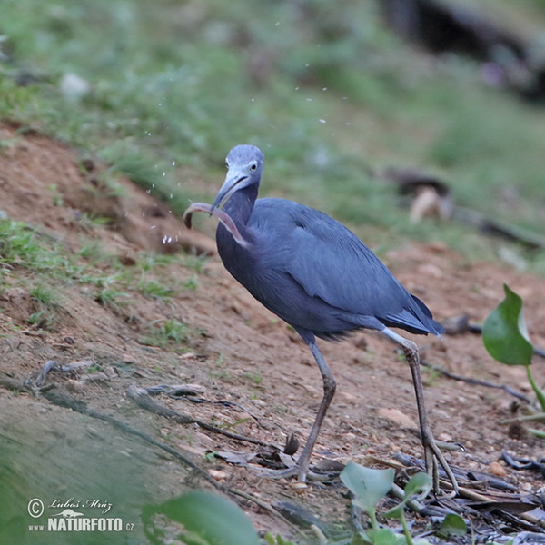 Volavka modrošedá (Egretta caerulea)