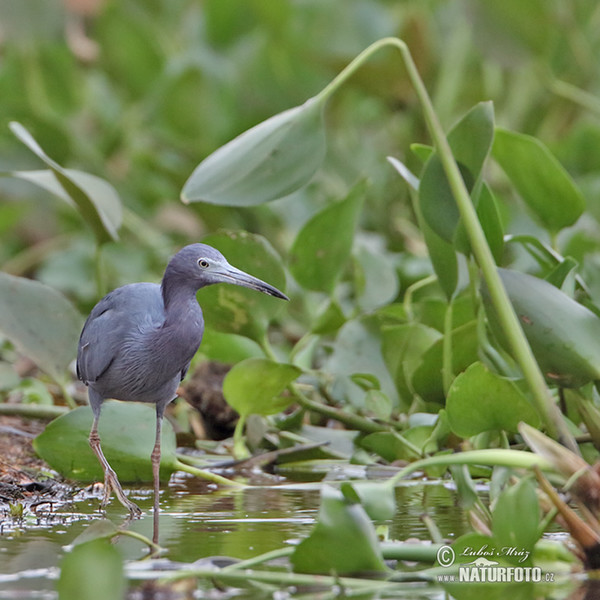 Volavka modrošedá (Egretta caerulea)