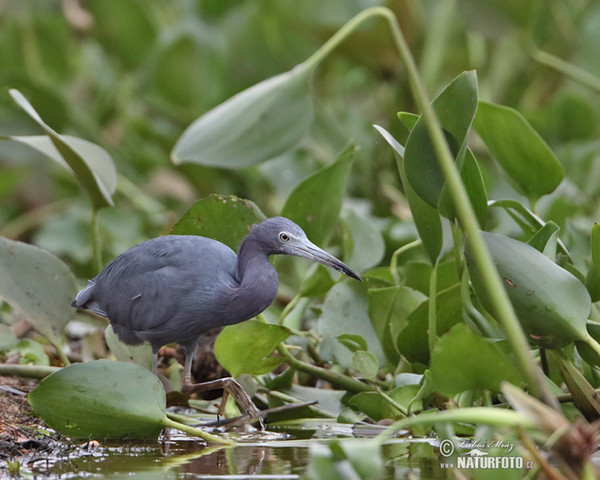 Volavka modrošedá (Egretta caerulea.)