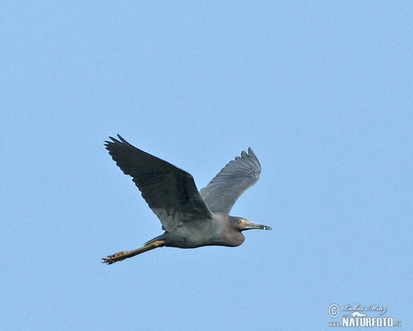 Volavka modrošedá (Egretta caerulea)