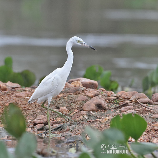 Volavka modrošedá (Egretta caerulea)