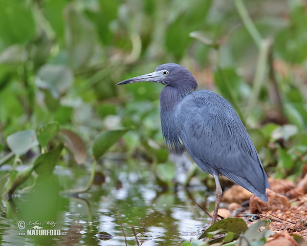 Volavka modrošedá (Egretta caerulea)