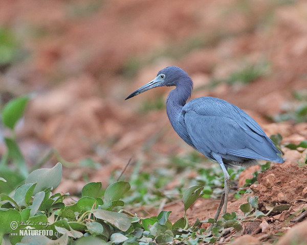 Volavka modrošedá (Egretta caerulea)