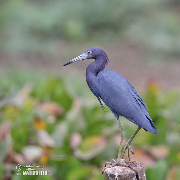 Volavka modrošedá (Egretta caerulea)