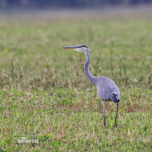 Volavka popelavá (Ardea cinerea)