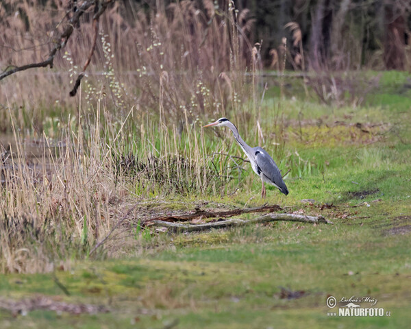 Volavka popelavá (Ardea cinerea)