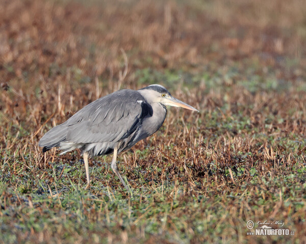 Volavka popelavá (Ardea cinerea)