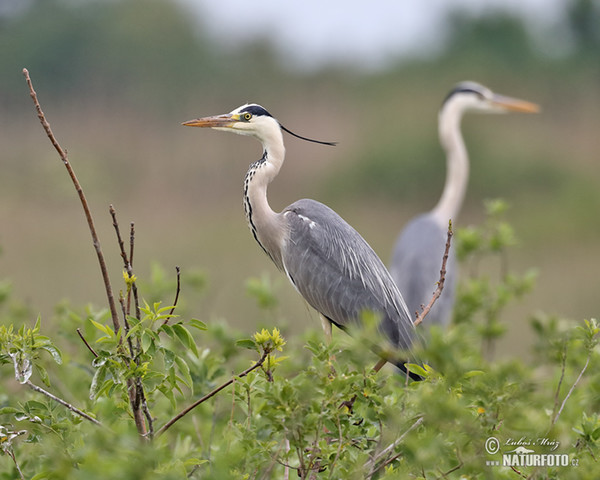 Volavka popelavá (Ardea cinerea)