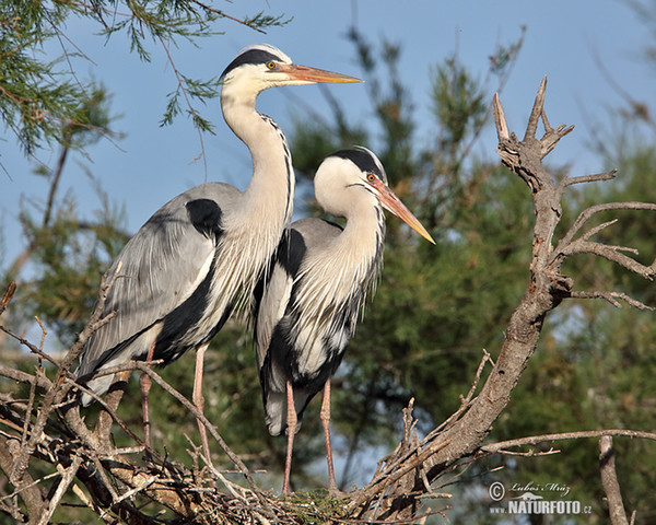 Volavka popolavá (Ardea cinerea)