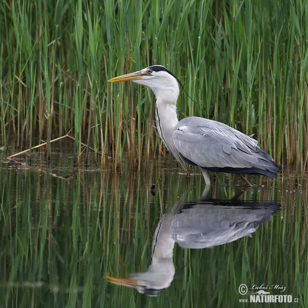 Volavka popolavá (Ardea cinerea)