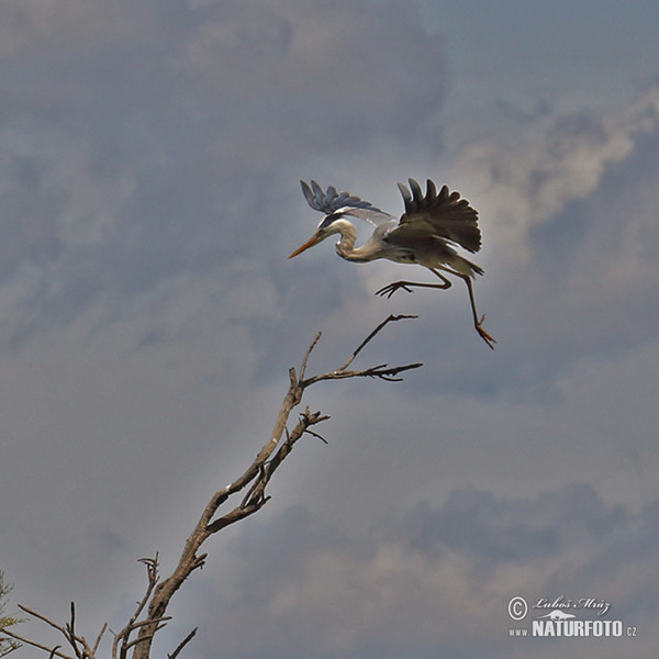 Volavka popolavá (Ardea cinerea)