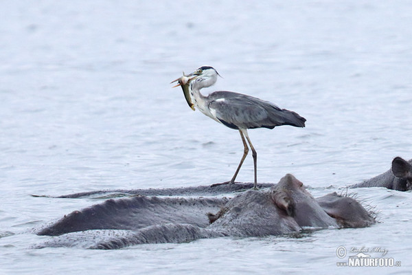 Volavka popolavá (Ardea cinerea)