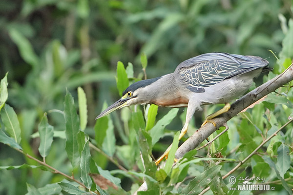 Volavka proměnlivá (Butorides striata)