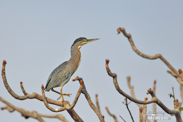 Volavka proměnlivá (Butorides striata)